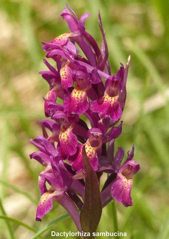 Prime fioriture di orchidee sui Monti della Laga  giugno 2021.